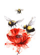 Hand drawn watercolor illustration. Three black and yellow bees are circling with their wings spread over a huge bright red poppy flower. Postcard Decorative element isolated on white background
