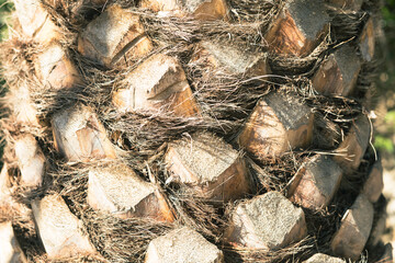 Poster - Trunk of palm tree on white background
