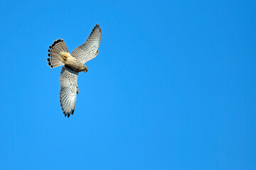 Canvas Print - Common kestrel - female // Turmfalke - Weibchen (Falco tinnunculus)