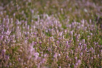 Wall Mural - Blühende Heide in einem Naturschutzgebiet im Spätsommer, Ericaceae