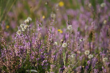 Wall Mural - Blühende Heide in einem Naturschutzgebiet im Spätsommer, Ericaceae