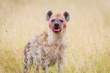 Fototapeta a hyena with a bloody face in masai mara, kenya