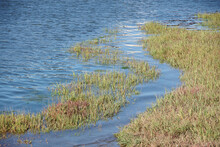 Close Full Frame View Of Coastal Wetlands In Northern California
