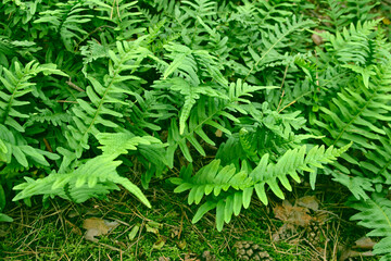 Wall Mural - leaves of a green forest fern.