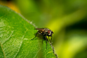 Wall Mural - Small fly