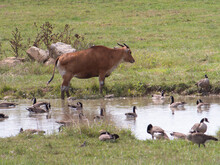 Isolated Banteng Cattle On The Grassland