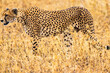 Hunting Cheetah near Seronera in Tanzania