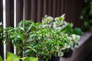 Wall Mural - herbs in a pot