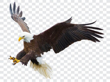 Bald Eagle Flying Swoop Attack Hand Draw And Paint Color On Checkered Background Vector