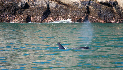 Wall Mural - Killer Whale Orca spouting while surfacing to breathe in Kenai Fjords National Park in Seward Alaska United States