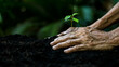 Hands old women agriculture holding and care plant tree keep environment and nature.  Growth of plants reduce global saving biodiversity nature