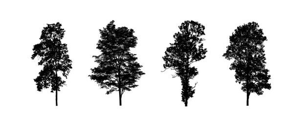 Poster - Set of trees silhouette for brush on white background