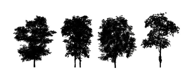Poster - Set of trees silhouette for brush on white background
