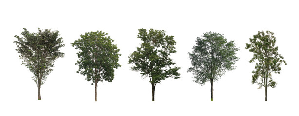 Wall Mural - Set of trees silhouette for brush on white background