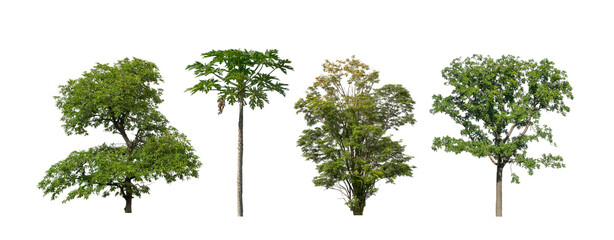Wall Mural - Set of trees silhouette for brush on white background