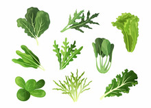 Salad Leaves. Cartoon Fresh Spinach And Kale, Endive Or Lettuce Foliage Of Organic Vegetables. Healthy Food Collection Of Green Mizuna, Romaine And Sorrel. Vector Vegetarian Ingredients Set