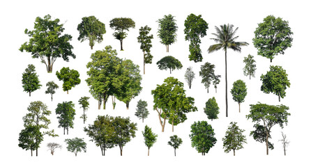 Wall Mural - Set of trees silhouette for brush on white background