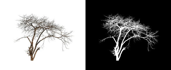 Wall Mural - dead tree isolated on white background with clipping path and alpha channel