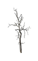 Wall Mural - dead tree isolated on white background with clipping path and alpha channel