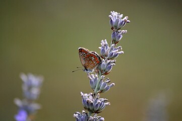 Wall Mural - a small butterfly on a purple lavender flower