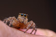 Jumping spider on a hand with dark background.