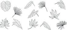 Leaves Isolated On White. Tropical Leaves. Hand Drawn Vector Illustration