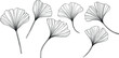 Ginkgo leaves isolated on white. Hand drawn vector illustration.
