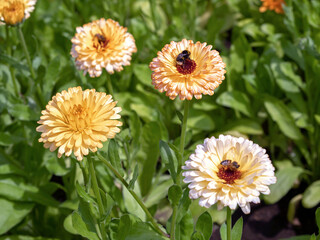 Wall Mural - Pretty marigold flowers, Calendula officinalis Pacific Apricot Beauty