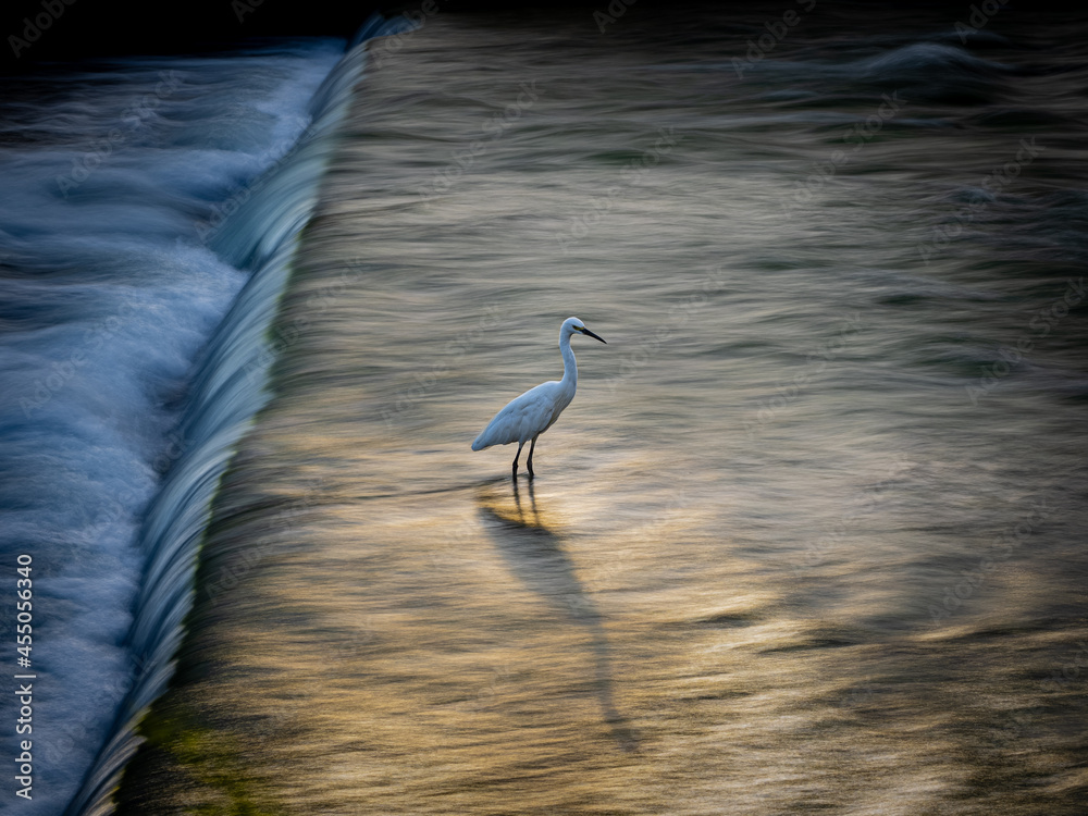 【夕涼み】避暑のために川で涼む鳥 Stock Photo | Adobe Stock
