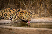 Indian Wild Male Leopard Or Panther Portrait Quenching Thirst Or Drinking Water From Waterhole With Eye Contact During Safari At Forest Of Central India - Panthera Pardus Fusca