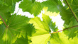 Grape leaves on a blue sky background. Vine of grapes with bright leaves in summer.