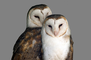 two barn owls are resting together