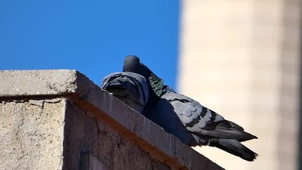 Wall Mural - two pigeons mating, pigeons mating on the roof, pigeons mating,