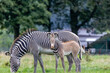 zebra family