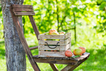 Wall Mural - Fresh red apples in box. Fruit from farmer.