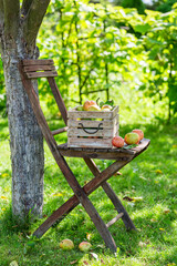 Wall Mural - Healthy red apples in garden. Summer fruit from garden