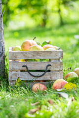 Wall Mural - Fresh red apples in garden. Fruit from farmer.