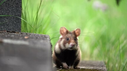 Wall Mural - European hamster on the Vienna cemetery. European wildlife. Curious hamster.