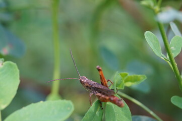 Poster - A grasshopper is sitting in the green grass. Insects in nature.