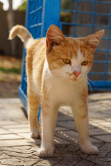 Wall Mural - Ginger cat walk in sunny autumn day near blue fence