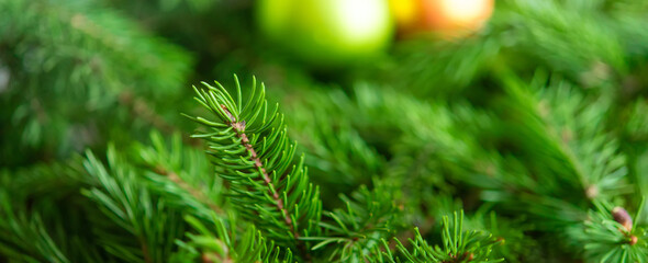 Christmas background, green pine branches festive background. Creative composition with border and copy space. New year decoration with bokeh lights from light bulbs