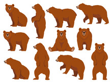 Brown Bear Set. Isolated White. Animals Character.