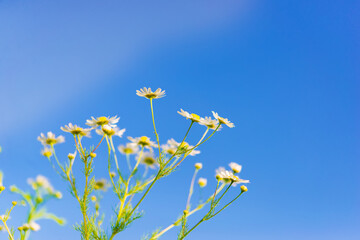 Sticker - Summer meadow with blooming daisy flowers. Small-petalled garden flowers on a lawn on a warm summer day.	