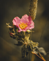 Poster - Selective focus shot of light rays falling on blooming rosehip flower