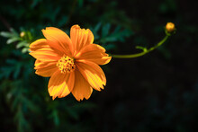 Orange Cosmos Flower In Full Bloom On Blurred Green Background