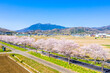 つくば霞ヶ浦りんりんロードの桜並木と筑波山 茨城県 サイクリングロード