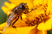 Closeup Of A Honey Bee On A Yellow Flower In A Field Under The Sunlight