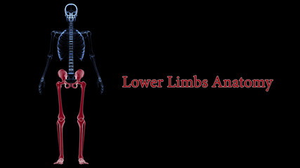 Human Skeleton Lower Limbs Anatomy 3D