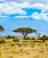 amboseli park, desert acacia