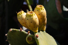 The Prickly Fruits Of Prickly Pear Close-up. Cactus Opuntia With Thorns On A Dark Background.